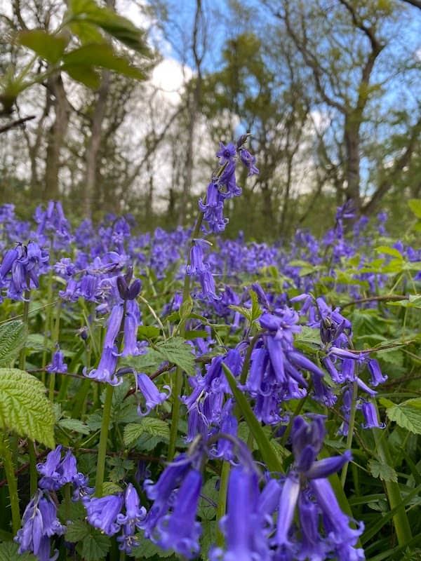 Aversley Wood - Image 2