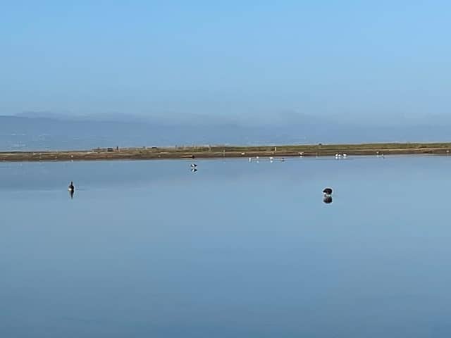Birding at Eden Landing Ecological Reserve - Image 3