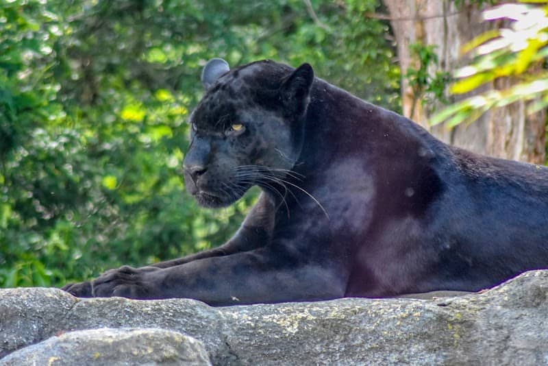 The Big Cat Sanctuary - Image 1