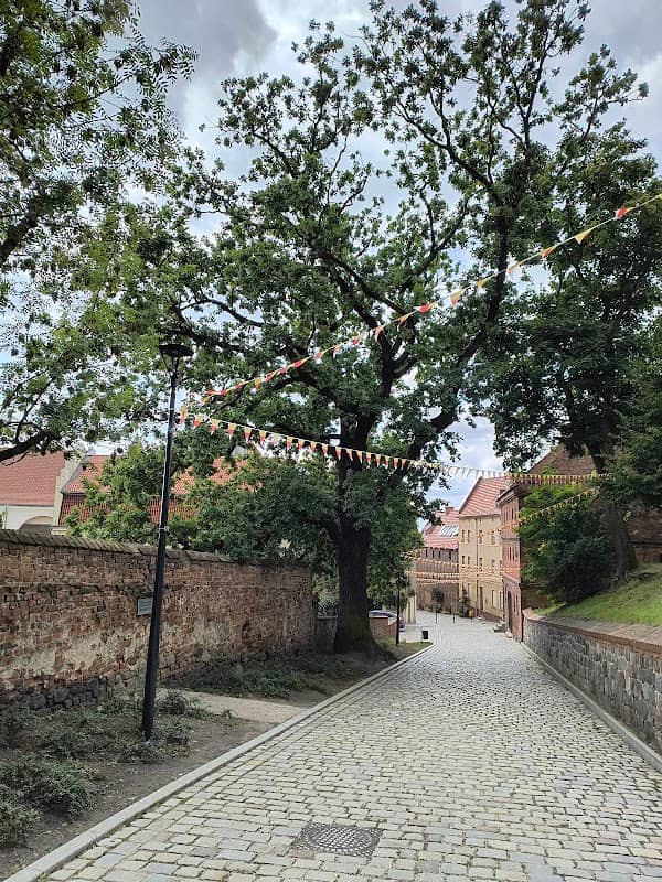 Pomnik Przyrody - Dąb "Ułan" - Image 1