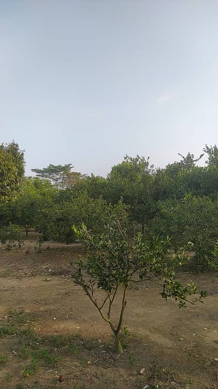 Wisata Petik Jeruk - Image 1