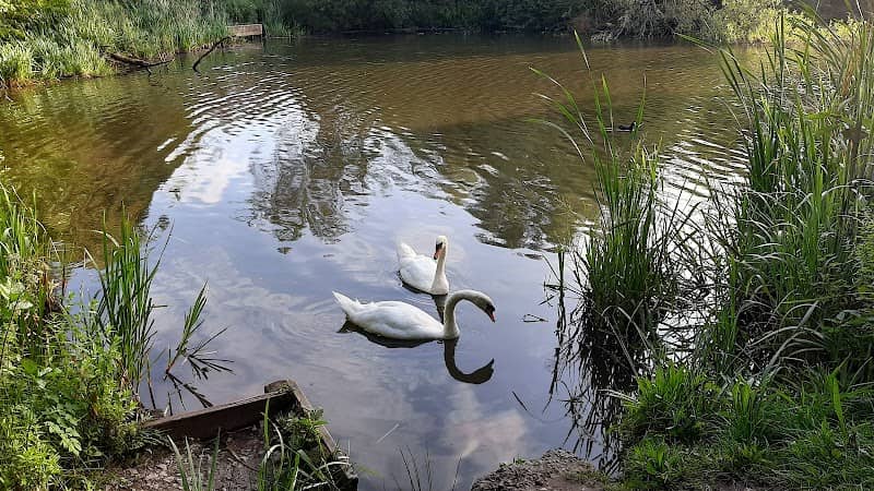 Fountains Wood - Image 2