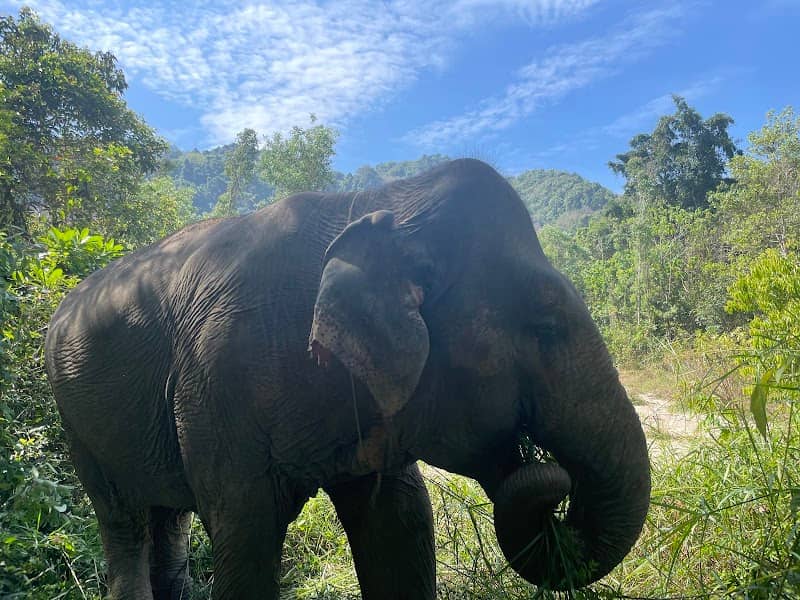 Elephant Wildlife Sanctuary - Image 2