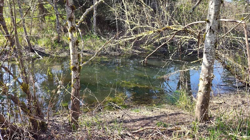 Turtle Pond - Image 1