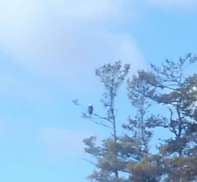 Blueberry Island - Image 1