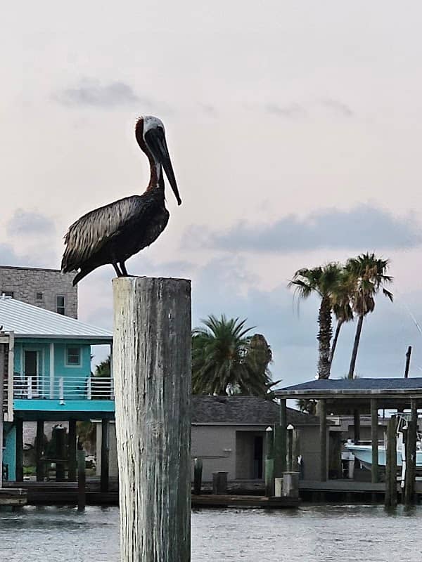 Port Aransas Texas - Image 2