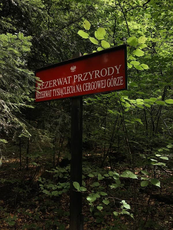 Rezerwat Tysiąclecia na Cergowej Górze - Image 1