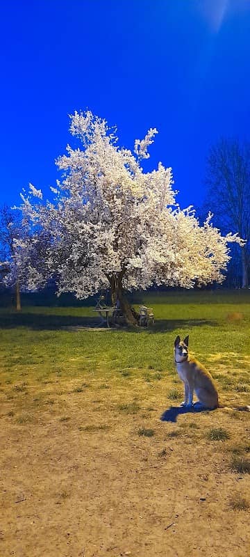 Parco Matto Carpi - Image 2