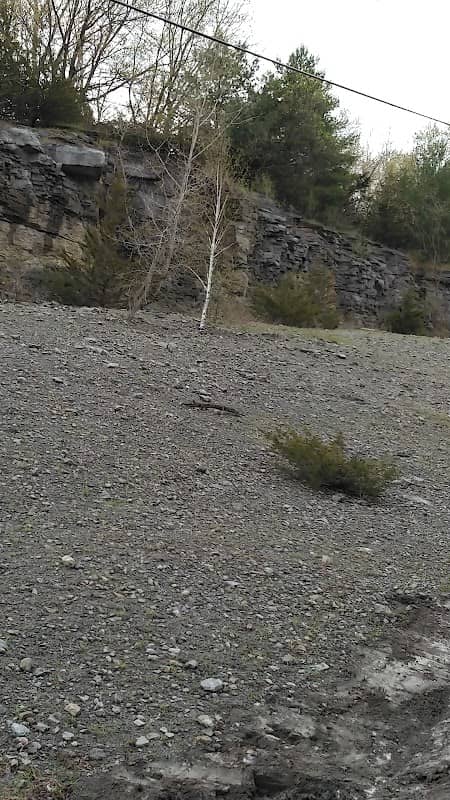 Rickard Hill Fossils - Image 2