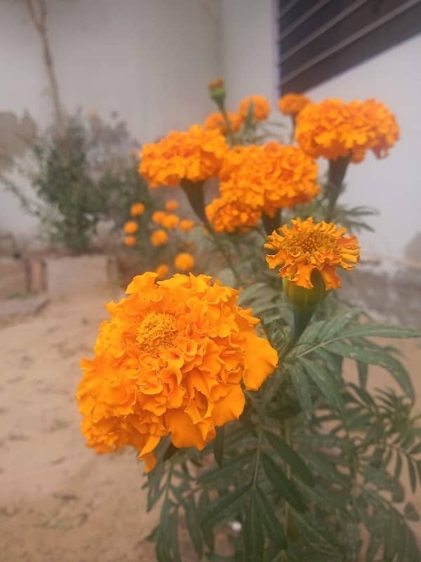 MEENA GARDEN - Image 2