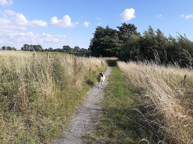 Bolton-on-Swale Nature Reserve - Image 2
