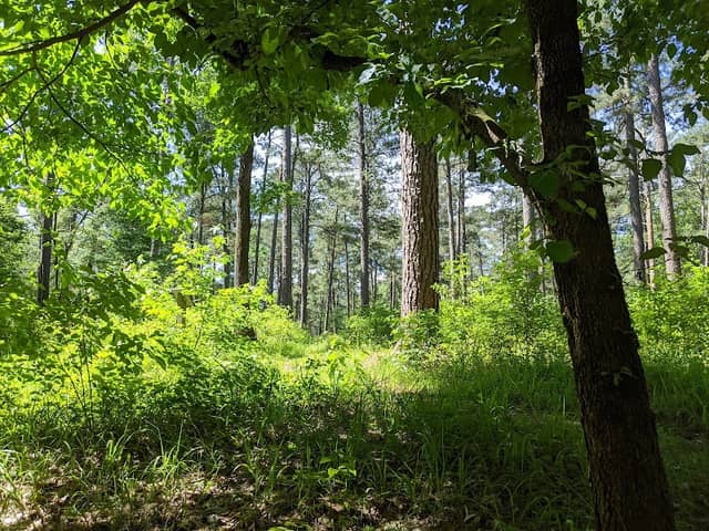 Woodpecker Trail - Image 2