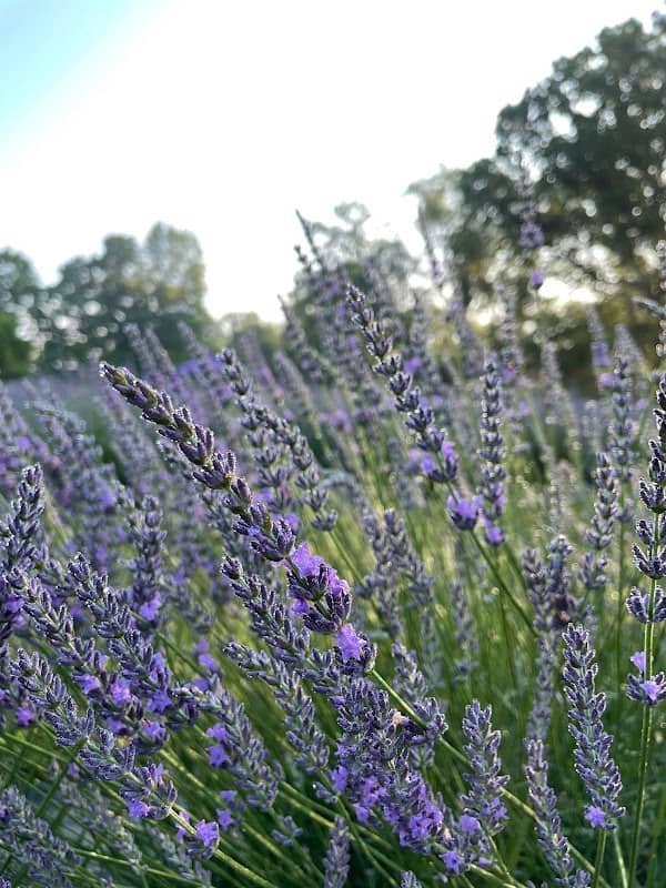 Fir Road Lavender Farm - Image 1