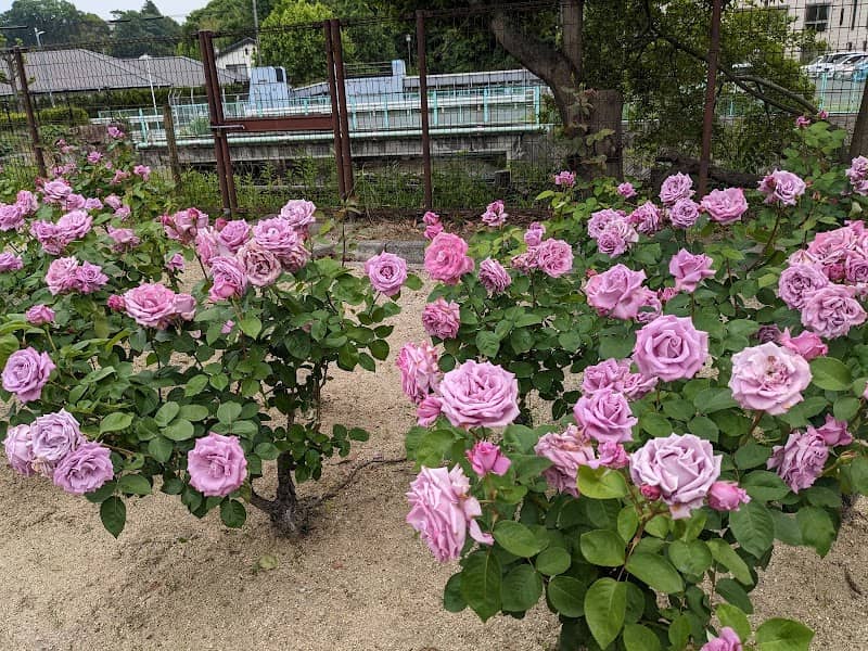 Kasugaike Park - Image 1