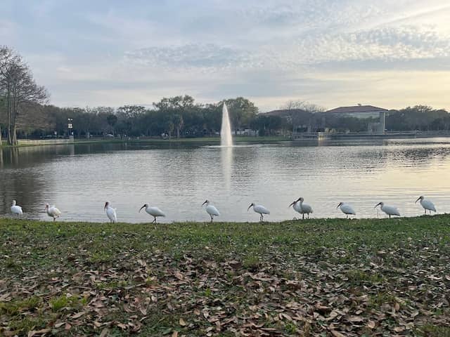 Turtle Pond - Image 1