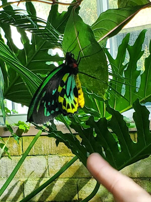 Butterfly Habitat - Image 1