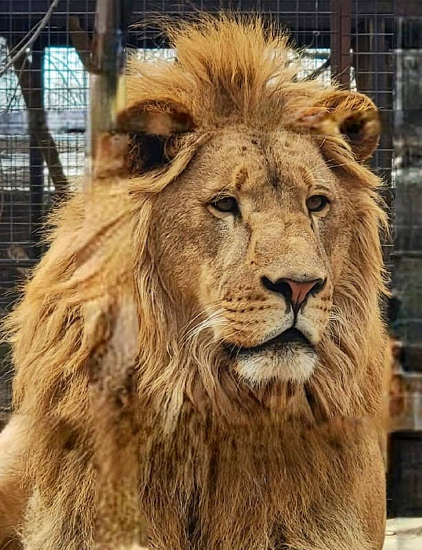 Safari Zoological Park - Image 1