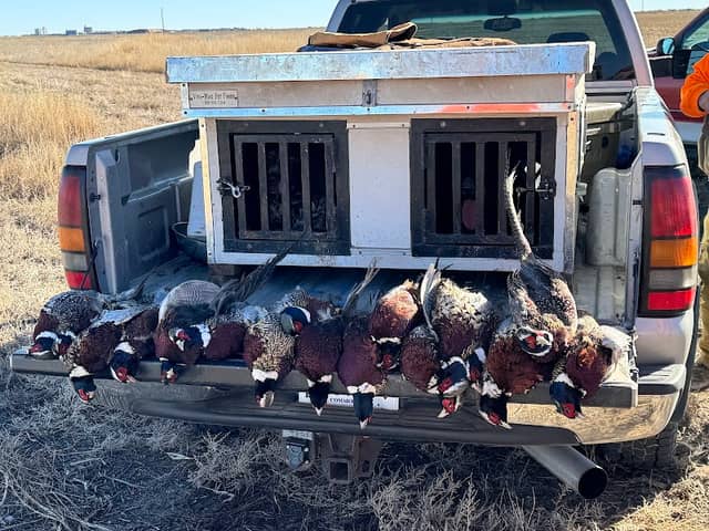 Flatland Pheasants - Image 1