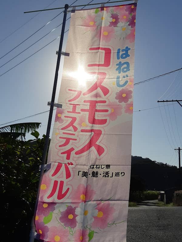 Haneji Cosmos Flower Field - Image 2