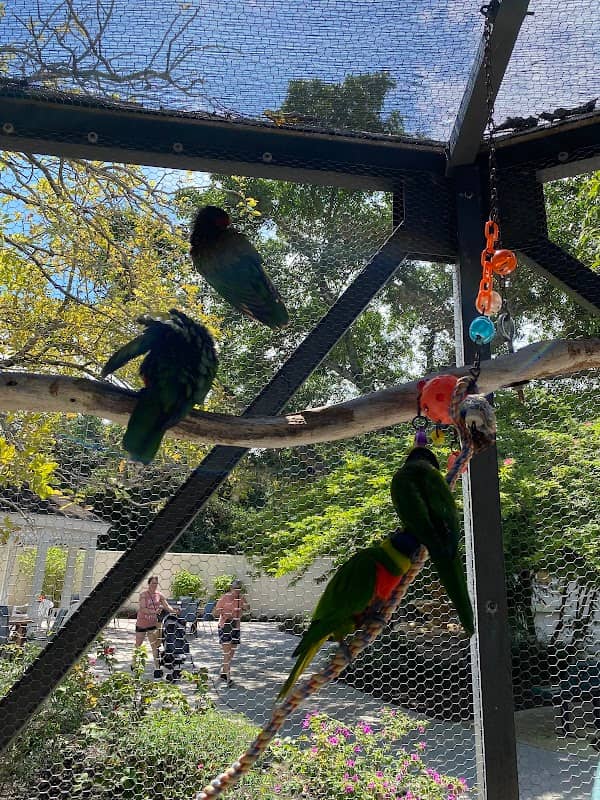 Lorikeet Encounter - Image 2