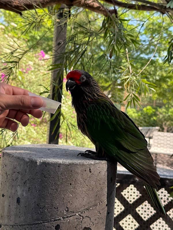 Lorikeet Encounter - Image 1