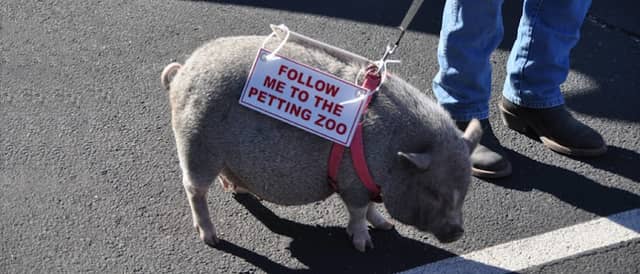 Hooker Farms Petting Zoo by Terry Kennedy - Image 2