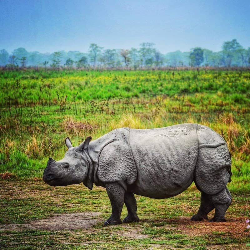 Manas National Park - Image 3