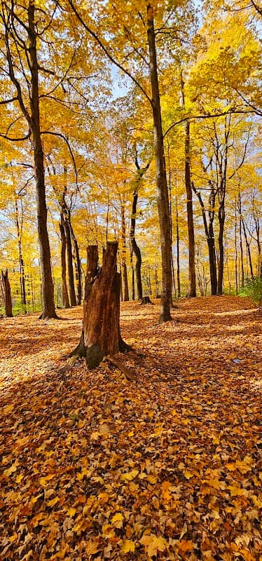 Williamsburg Community Park - Image 1