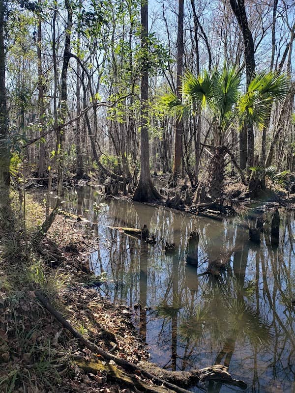 Steinhatchee Springs Wildlife Management Area - Image 2