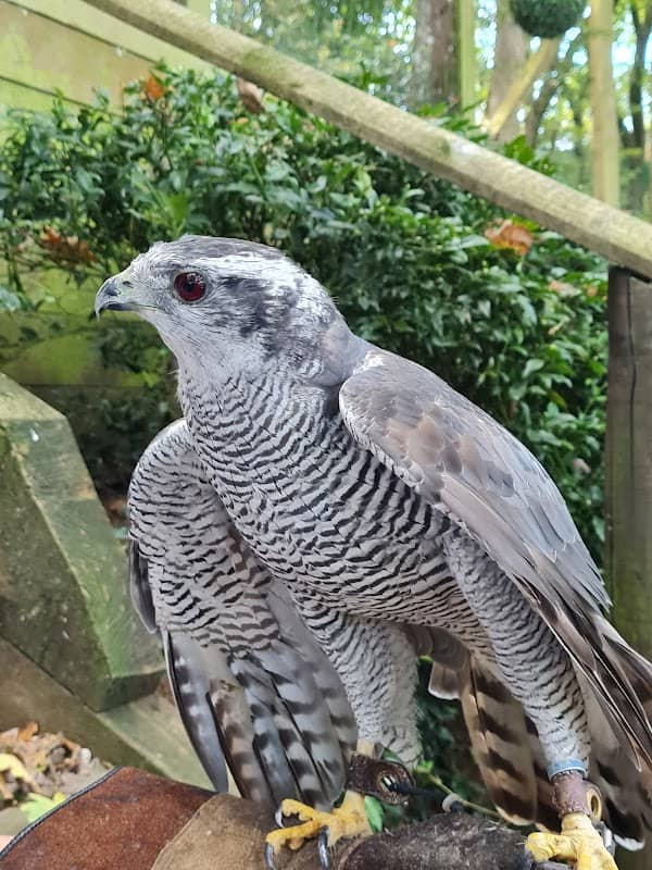 Kingsley Bird & Falconry Centre - Image 1