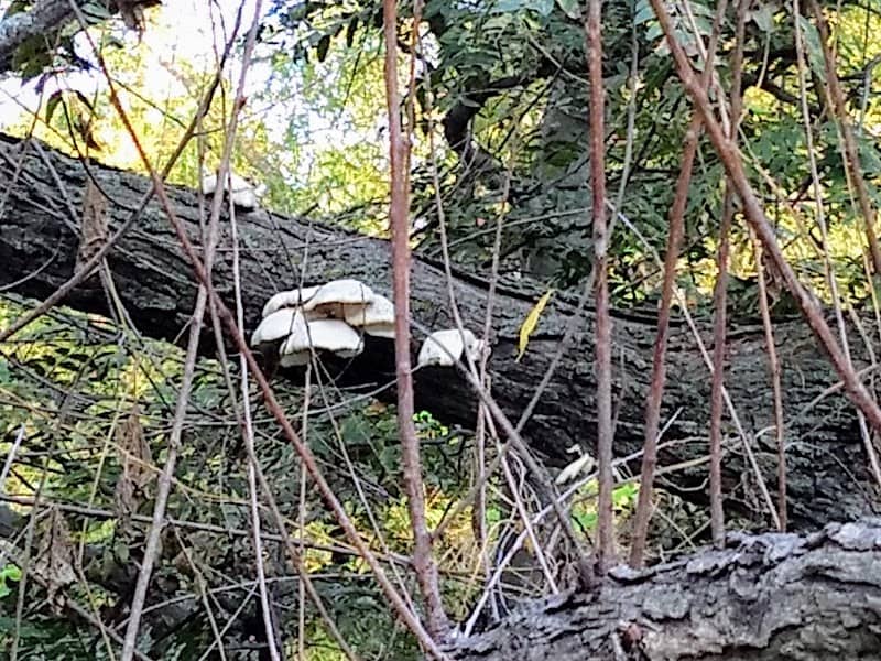 Daniell Trail - Image 2