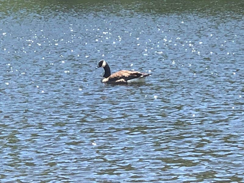 Coggshall Park Mirror Lake - Image 1