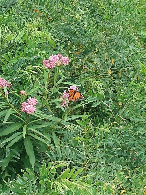 Haskell Wetlands - Image 2