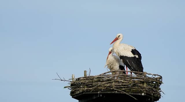 Storchennest am Friedhof - Image 1