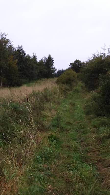 Dykehead woods - Image 1