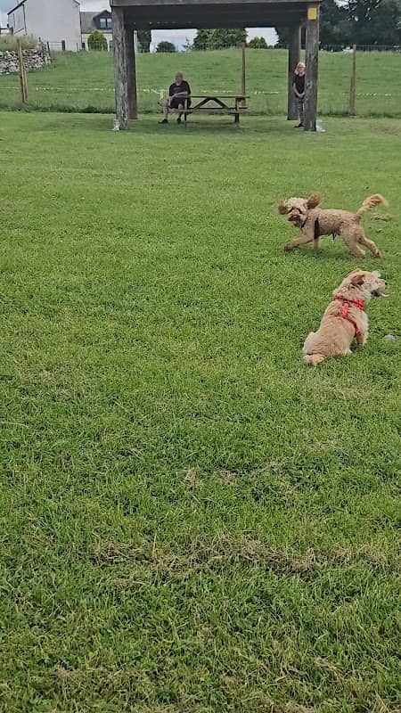 Dogs in the Country - Image 1