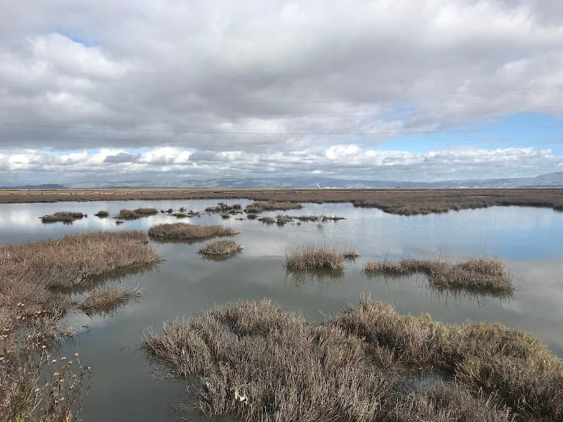 Baylands Nature Preserve - Image 3