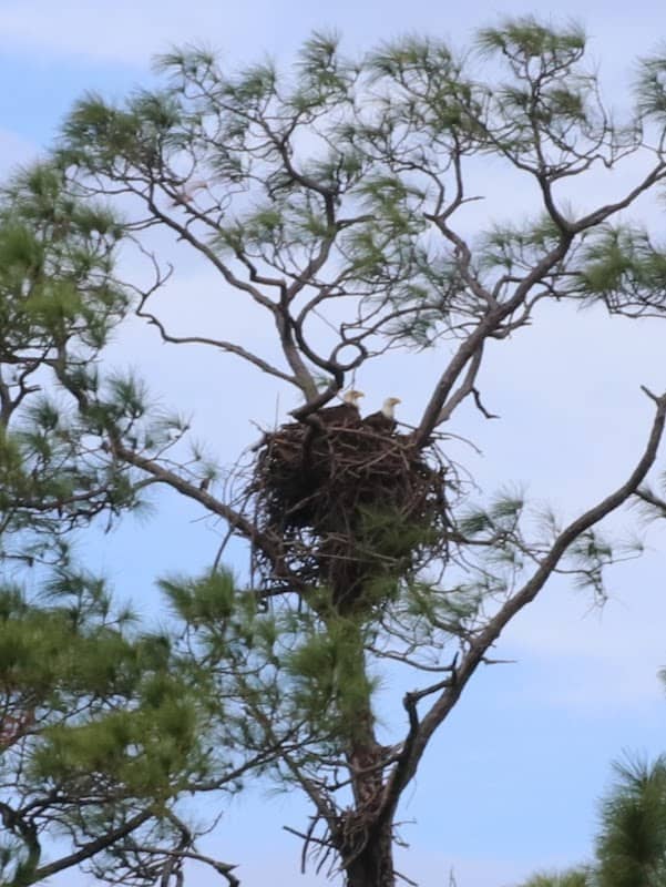 Eagle nest - Image 1
