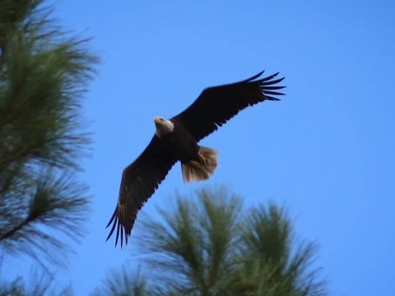 Eagle nest - Image 1