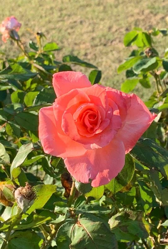 Municipal Rose Garden - Image 1