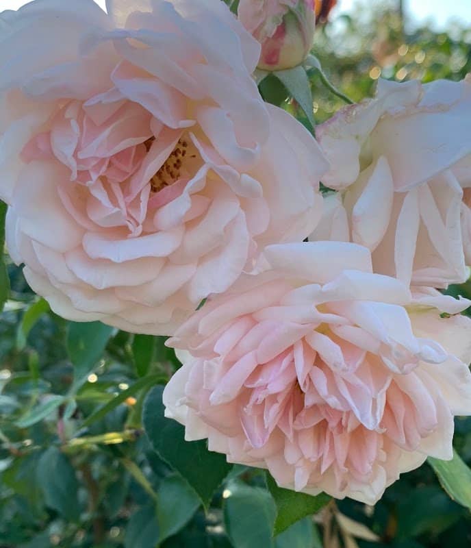 Municipal Rose Garden - Image 2