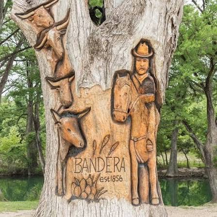 Bandera Bear in the Tree - Image 1