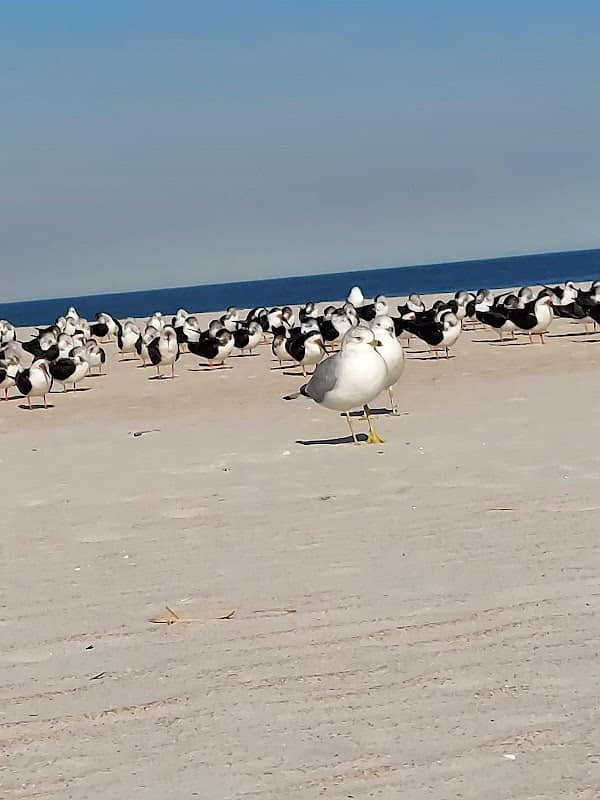 St Augustine Beach - Image 1