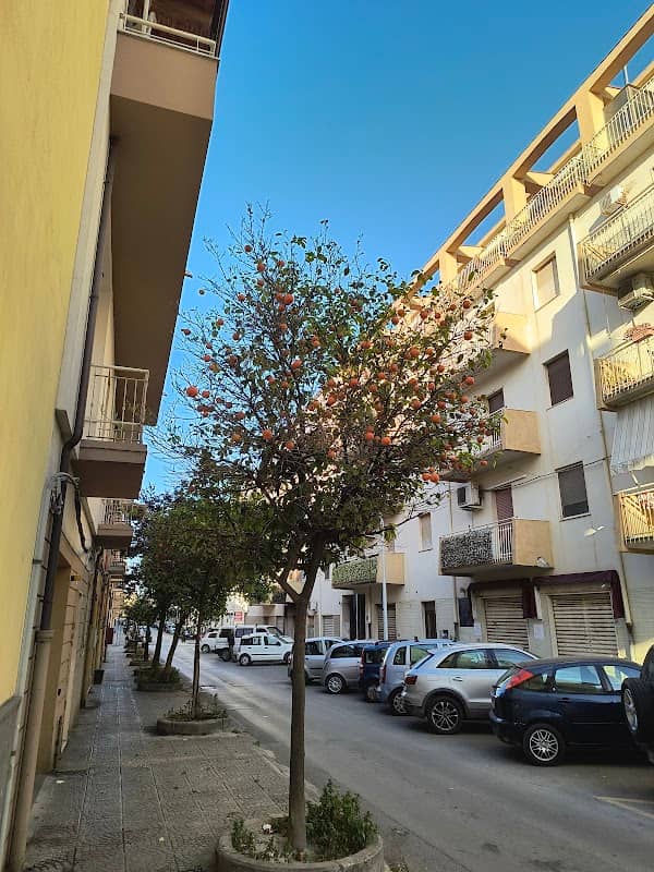 Orange trees - Image 1