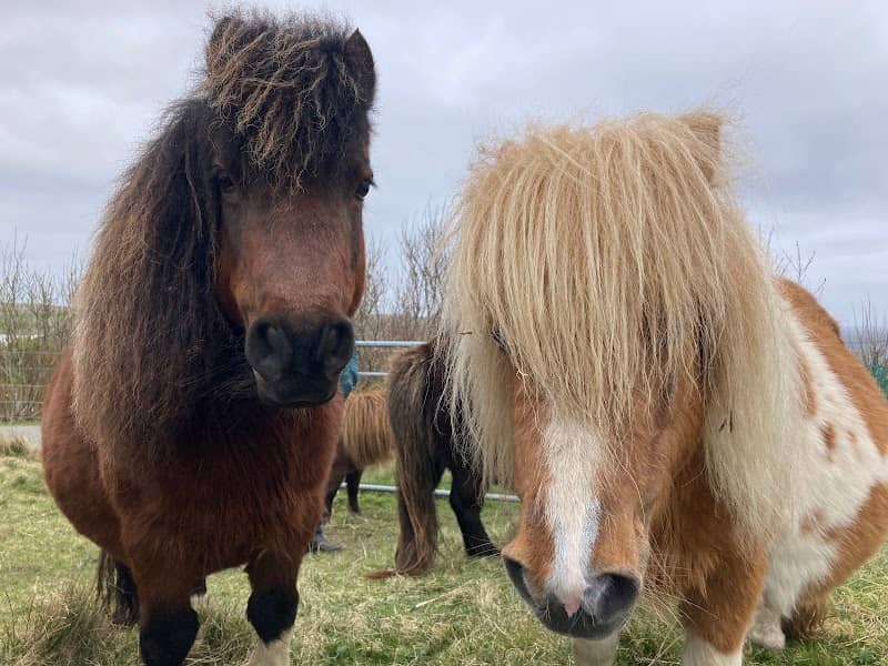 Gue Shetland Pony Stud - Image 1