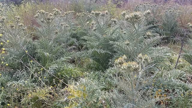 Calico Canyon - Image 2