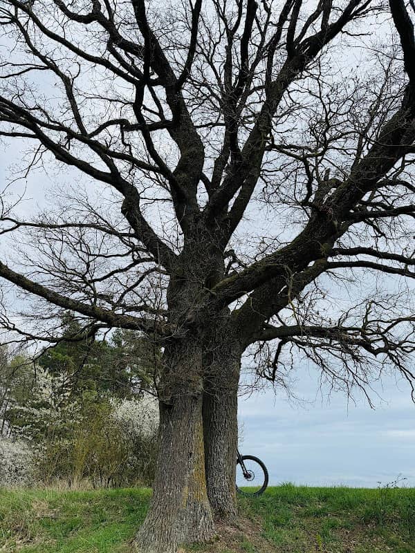 Kugelbaum - Image 2