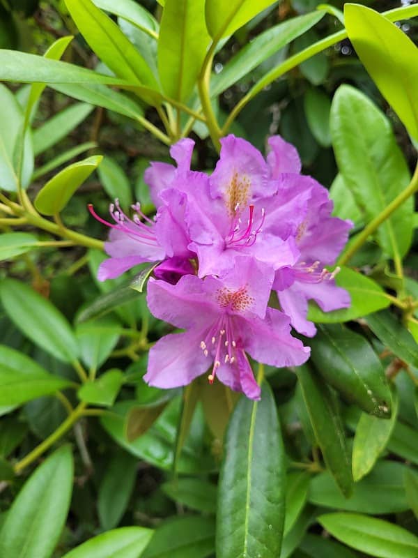 Hinsdale Rhododendron Garden - Image 2