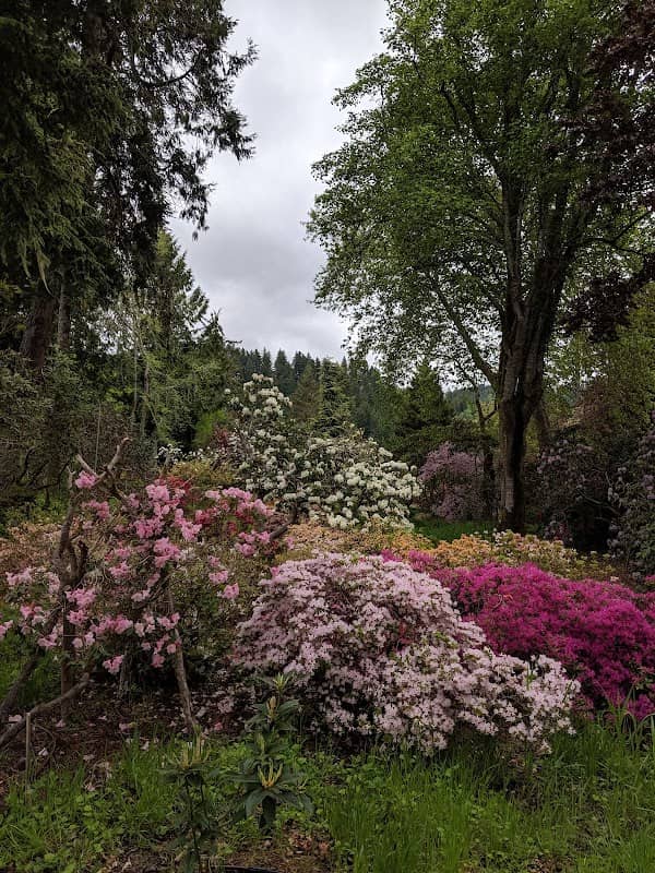 Hinsdale Rhododendron Garden - Image 1