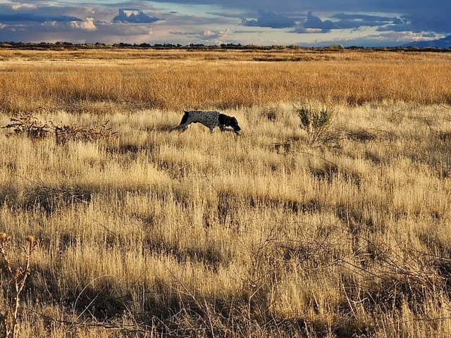 Ogden Bay Waterfowl Management Area - Image 3